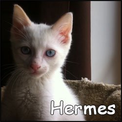 Hermes