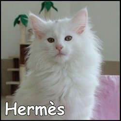 Hermès