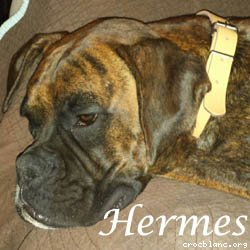 hermes