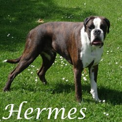 Hermes