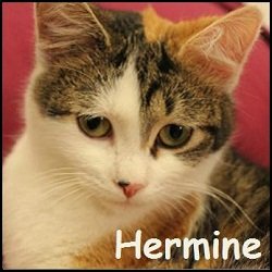 Hermine