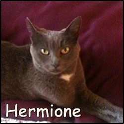 Hermione