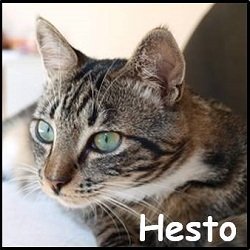 Hesto