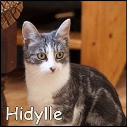 Hidylle