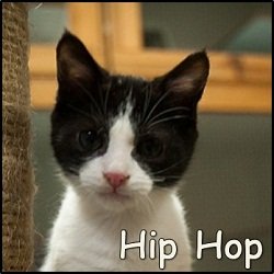 Hip Hop