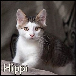 Hippi