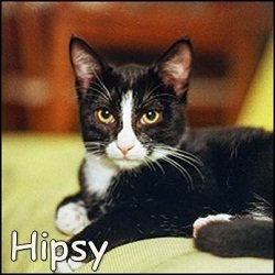 Hipsy