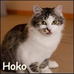 Hoko