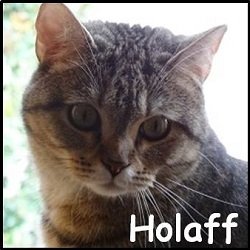 Holaff