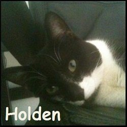 Holden