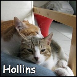 Hollins