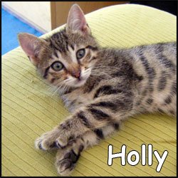 Holly