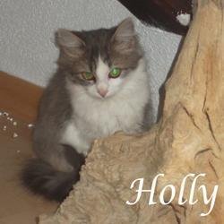 Holly