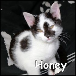 Honey