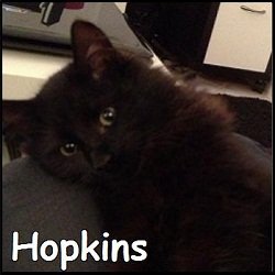 Hopkins