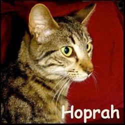 Hoprah