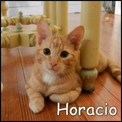 Horacio