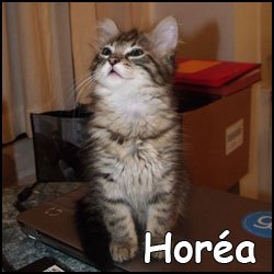 Horéa