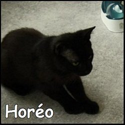 Horéo