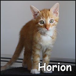 Horion