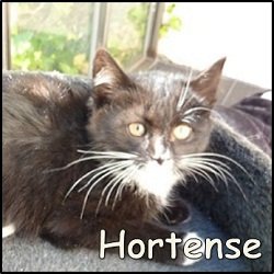 Hortense