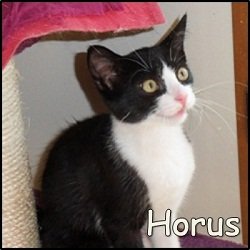 Horus