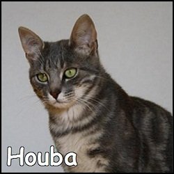 Houba