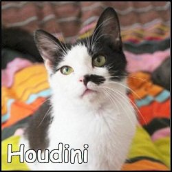 Houdini