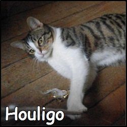 Houligo