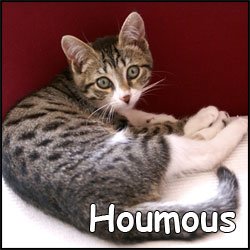 Houmous