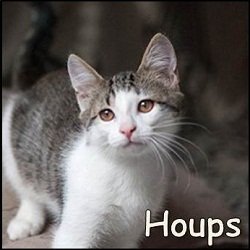 Houps