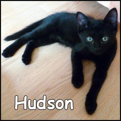 Hudson