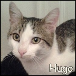 Hugo