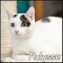 Hulysse