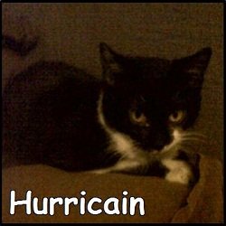 Hurricain