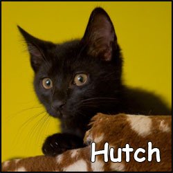 Hutch