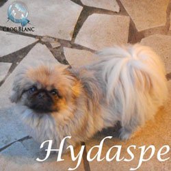 Hydaspe