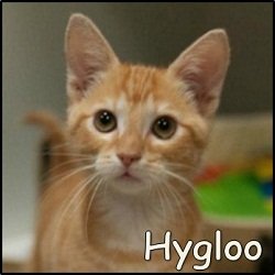 Hygloo