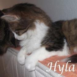 Hyla