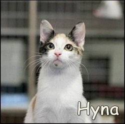 Hyna