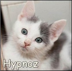 Hypnoz