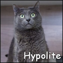 Hypolite