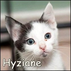 Hyziane