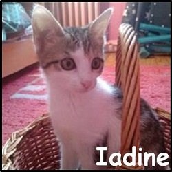 Iadine