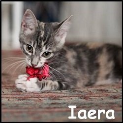 Iaera