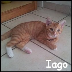 Iago