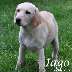 iago