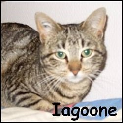 Iagoone