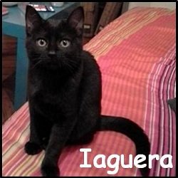 Iaguera