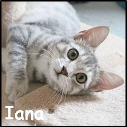 Iana